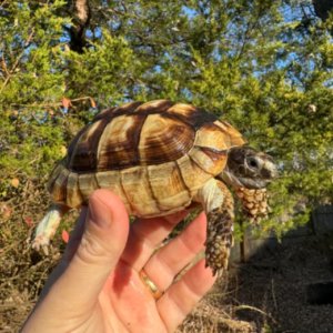 Marginated Tortoise