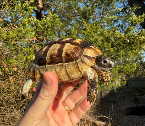 Marginated Tortoise