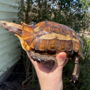 Forest Hingeback Tortoise