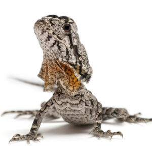 Frilled Dragon