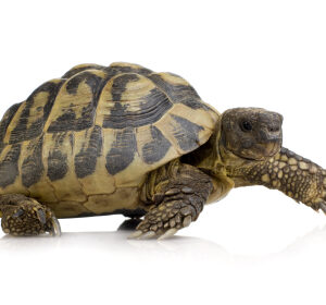 Hermans Tortoise