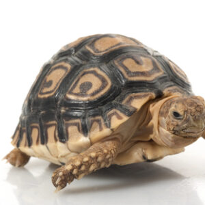 Leopard Tortoise
