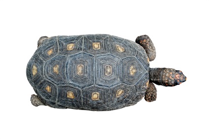 Red Foot Tortoise