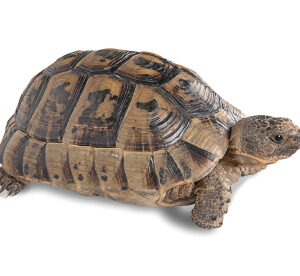 Greek Tortoise