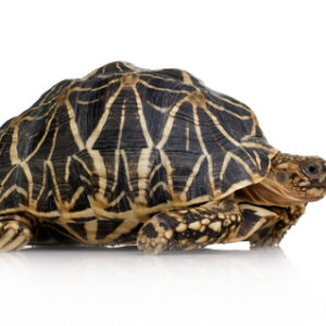 Star Tortoise