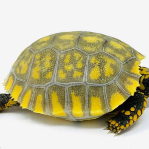 Yellow Foot Tortoise