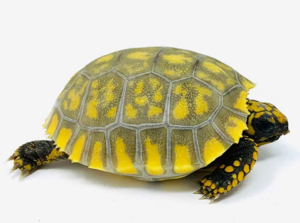 Yellow Foot Tortoise